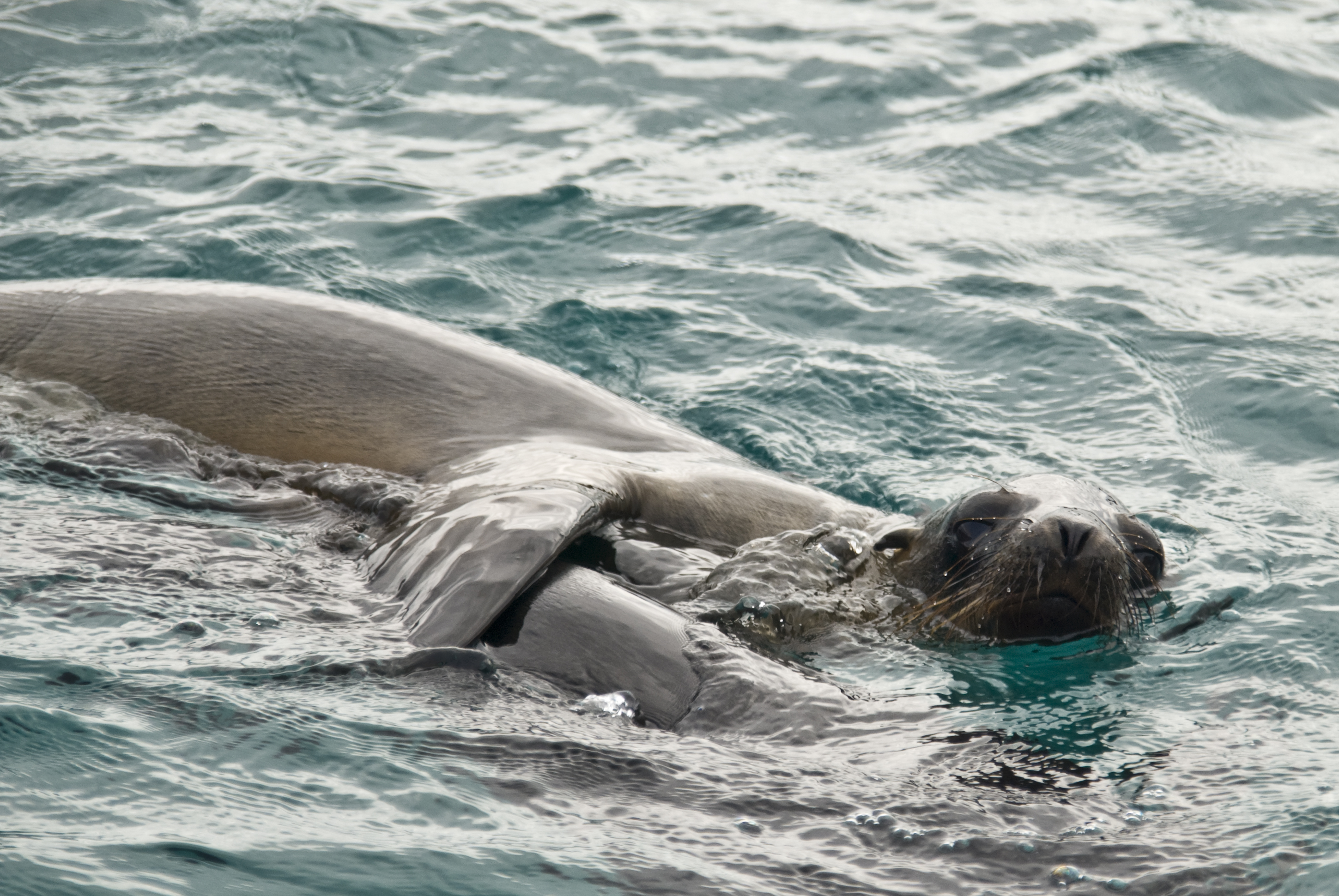 Seelöwe